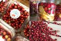 معرفی و راهنمای پرورش درختان میوه - گواوای شیلی